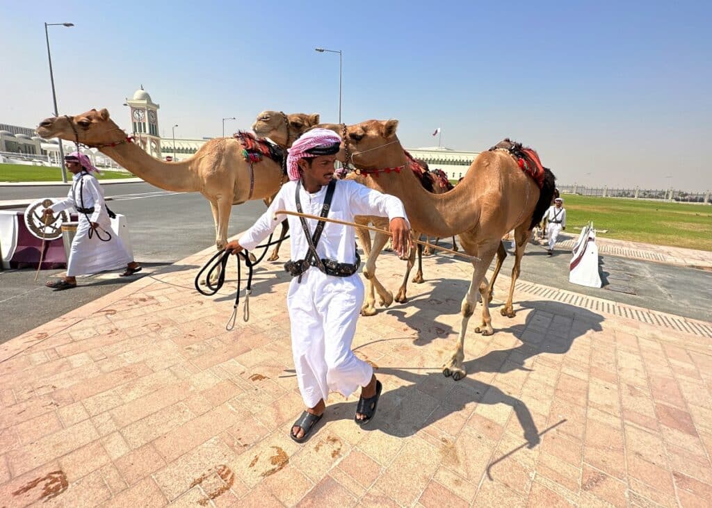 Velbloudi připravení jako atrakce pro MS v Kataru